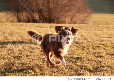 Two dogs are running in a field, one of which is brown and white Two dogs are running in a field, one of which is brown and white 128724271