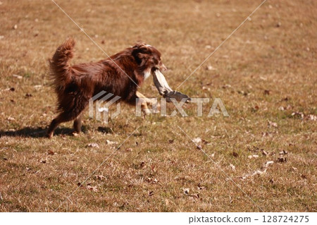A brown dog is running through a field with a stick in its mouth 128724275