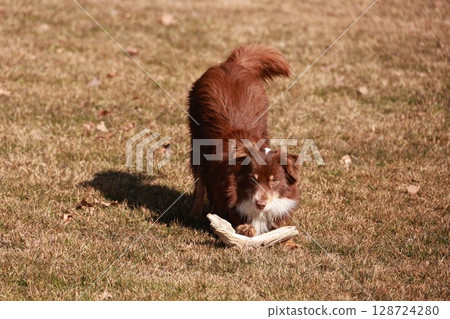 A brown dog is playing with a bone in a grassy field A brown dog is playing with a bone in a grassy field 128724280