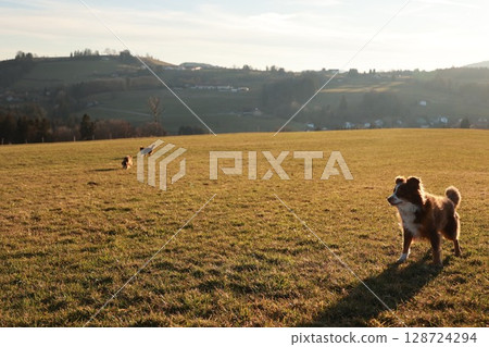 Dog is standing in a field with two other dogs running around it Dog is standing in a field with two other dogs running around it 128724294