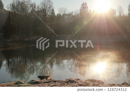 Dog is walking on the shore of a lake Dog is walking on the shore of a lake 128724312