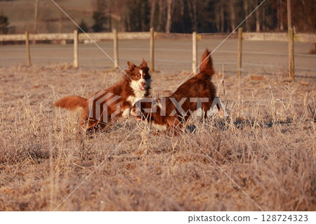 Two dogs are playing in a field with a fence in the background 128724323