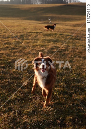 Brown and white dog is running in a field 128724340