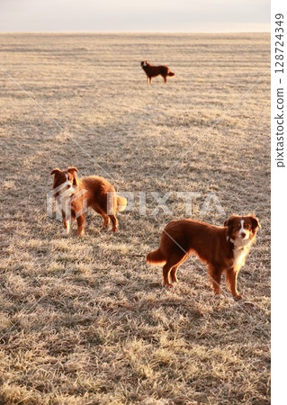 Two dogs standing in a field with a third dog in the background 128724349