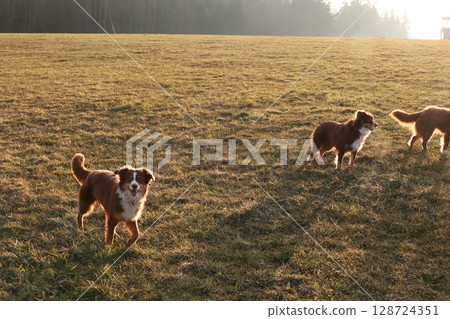 Three dogs are running in a field Three dogs are running in a field 128724351