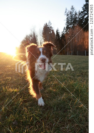 Brown and white dog is running in a field with the sun shining on it 128724365
