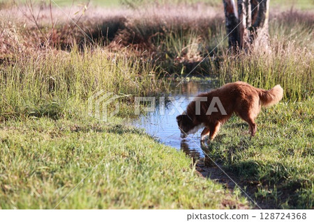 A dog is drinking water from a stream in a grassy field A dog is drinking water from a stream in a grassy field 128724368