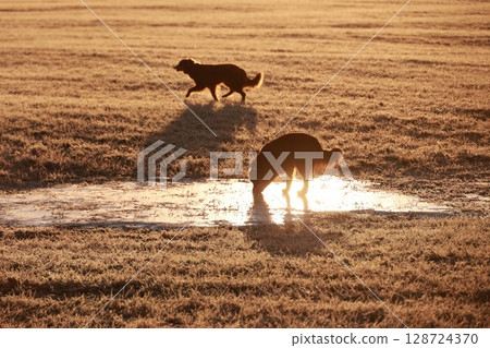 Two dogs are walking in a field, one of which is sniffing the ground Two dogs are walking in a field, one of which is sniffing the ground 128724370