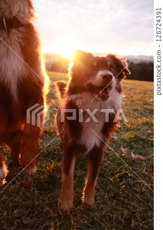 Dog is standing in a field with its tongue out and its head turned to the side Dog is standing in a field with its tongue out and its head turned to the side 128724391
