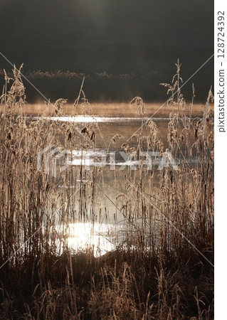 Field of tall grass with a body of water in the background Field of tall grass with a body of water in the background 128724392