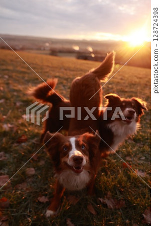 Two dogs are playing in a field with the sun shining on them 128724398
