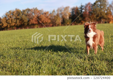 A brown and white dog is standing in a grassy field A brown and white dog is standing in a grassy field 128724400