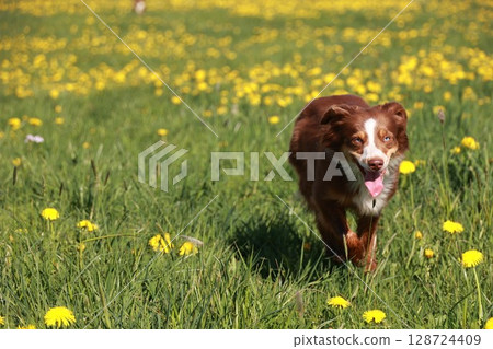 Brown and white dog is running through a field of yellow flowers Brown and white dog is running through a field of yellow flowers 128724409