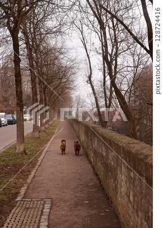 Two dogs walk down a sidewalk next to a brick wall Two dogs walk down a sidewalk next to a brick wall 128724416