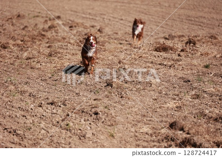 Two dogs running in a field of dirt 128724417