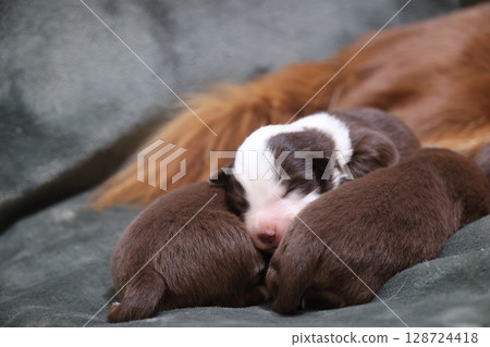 A group of puppies are sleeping on a couch 128724418