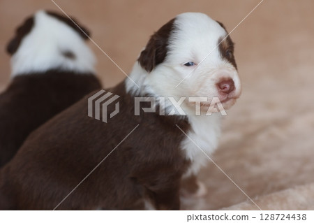 Two puppies are sitting on a couch, one of which is brown and white Two puppies are sitting on a couch, one of which is brown and white 128724438