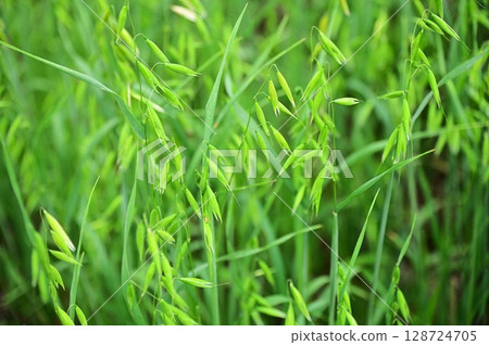 Oat Field 128724705