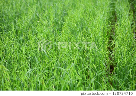Oat Field Oat Field 128724710