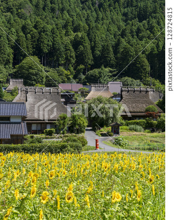 盛開的向日葵田和深山茅葺村 128724815