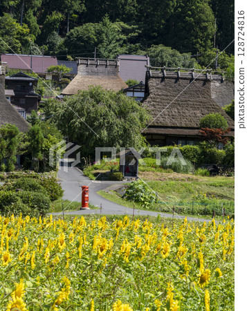 盛開的向日葵田和深山茅葺村 盛開的向日葵田和深山茅葺村 128724816