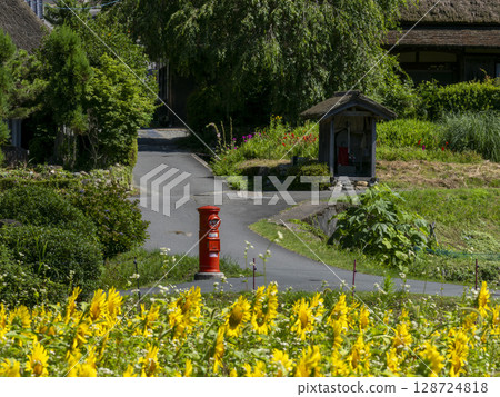 Sunflower fields in full bloom and Miyama Kayabuki Village 128724818