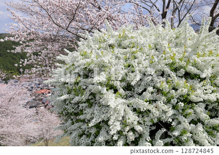 Refreshing willow flowers in full bloom Refreshing willow flowers in full bloom 128724845