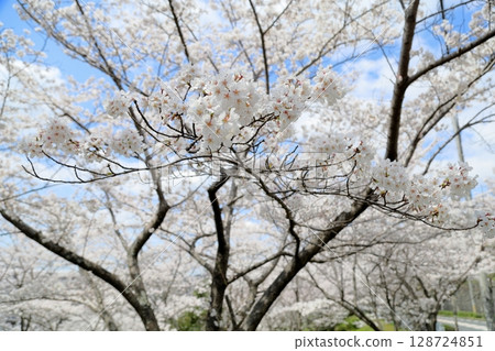 清新的吉野櫻花盛開 128724851