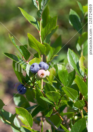 A lot of fruitful blueberries A lot of fruitful blueberries 128724869