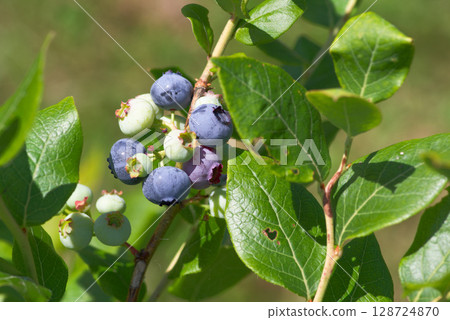 A lot of fruitful blueberries A lot of fruitful blueberries 128724870