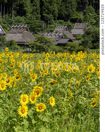 美山茅吹村的向日葵田 128724926