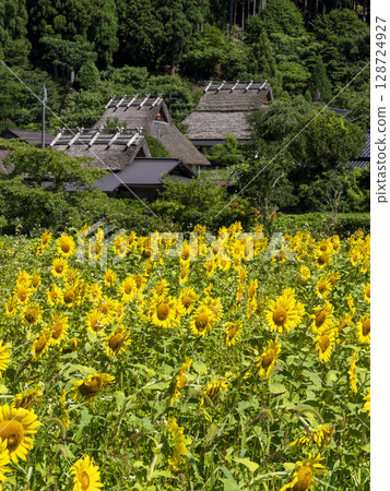美山茅吹村的向日葵田 128724927