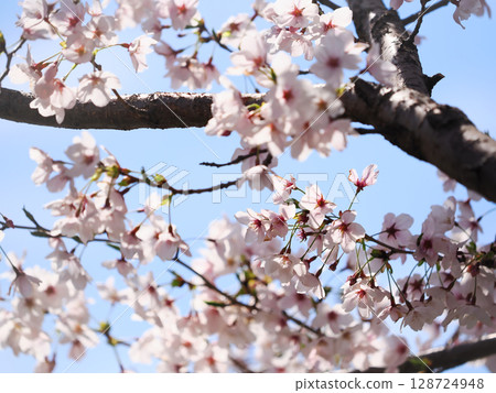 Pale pink cherry blossoms under a clear blue sky 128724948