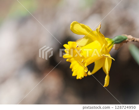 A single daffodil seen from the side 128724950