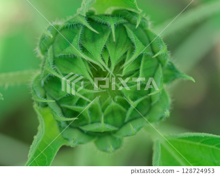 Sunflower buds, annual plant of the Asteraceae family Sunflower buds, annual plant of the Asteraceae family 128724953