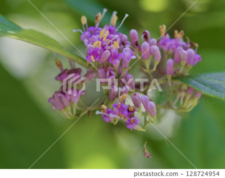 唇形科落葉闊葉灌木樺樹的花 128724954