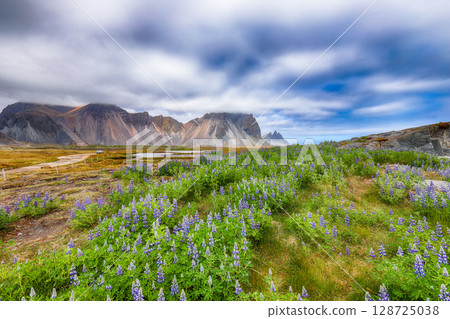 Amazing landscape with lupine flowers on Stokksnes cape in Iceland. 128725038