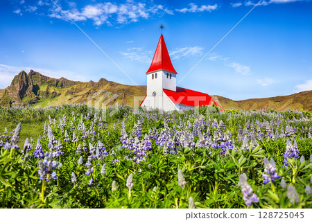 Impressive view of Vikurkirkja christian church in blooming lupine flowers. 128725045