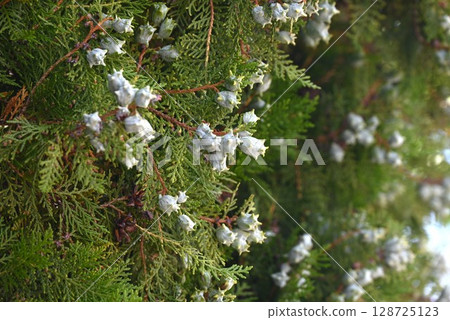 Fruits and cones of Japanese linden tree Fruits and cones of Japanese linden tree 128725123