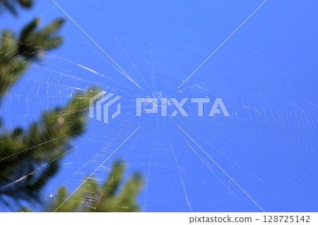 Image of a spider web thread 128725142