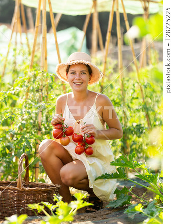 Young woman is working in garden between beds, picking ripe red tomatoes 128725225