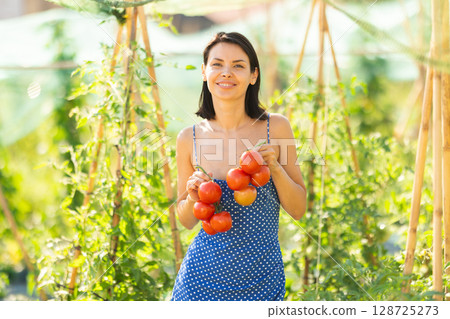 Young woman is working in garden between beds, picking ripe red tomatoes Young woman is working in garden between beds, picking ripe red tomatoes 128725273