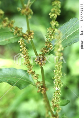 Rumex fruits and achenes Rumex fruits and achenes 128725311