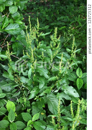 Rumex fruits and achenes 128725312