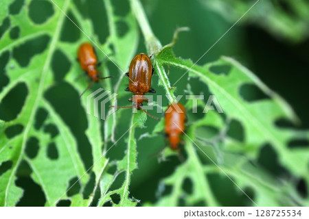 Kudzu leaf beetle (kudzu-necked leaf beetle) Kudzu leaf beetle (kudzu-necked leaf beetle) 128725534