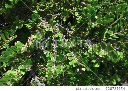 Hamahisakaki leaves and fruits 128725654