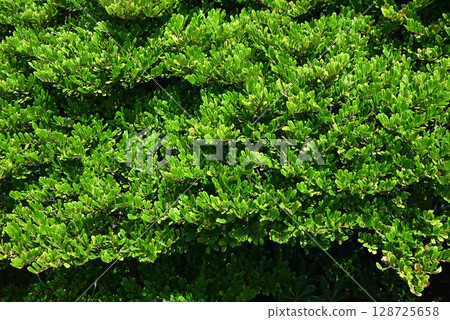 濱比崎葉和果實 128725658