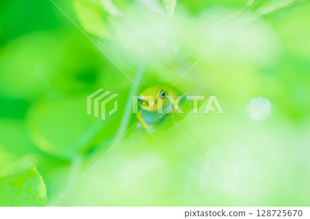 A tree frog basking in the sunlight in the grass wet with morning dew 128725670
