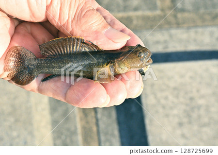 A mudskipper caught in Lake Hinuma 128725699