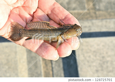 日沼湖捕獲的彈塗魚 128725701
